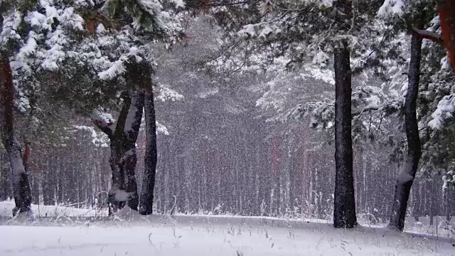 冬天飘落的松林和飘雪的圣诞树视频素材