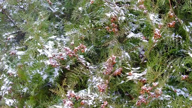 雪花落在树上视频素材