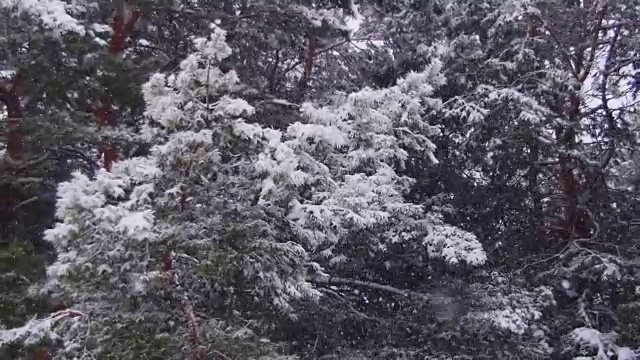 冬天飘落的松林和飘雪的圣诞树视频素材