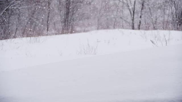 冬天的森林与雪树。慢动作视频素材