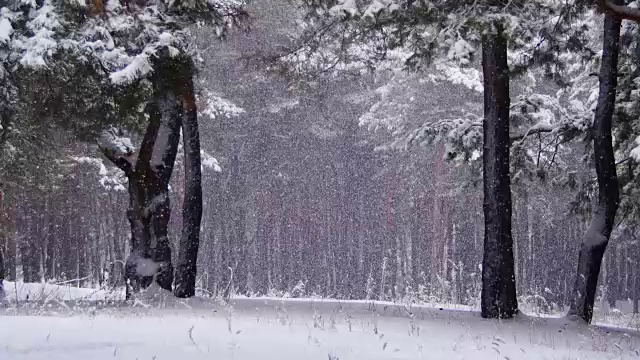 冬天飘落的松林和飘雪的圣诞树视频素材