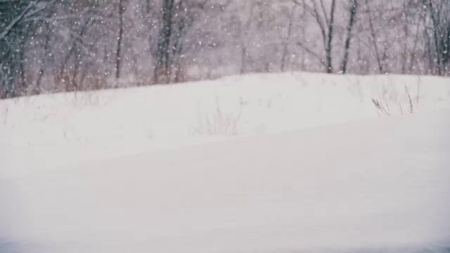 冬天的森林与雪树视频素材