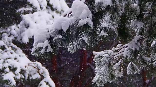 冬天飘落的松林和飘雪的圣诞树视频素材