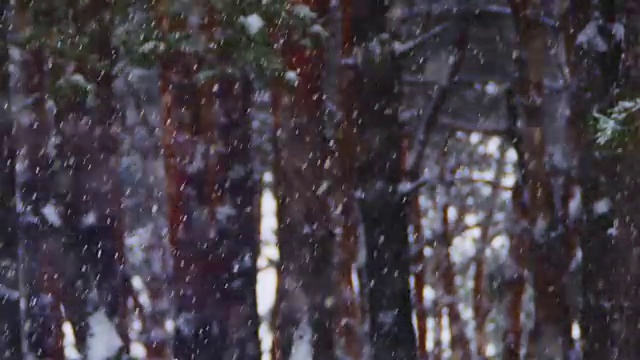 冬季松林背景与降雪视频素材