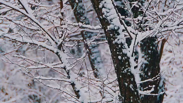 冬天的森林与雪树视频素材