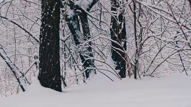 冬天的森林与雪树视频素材