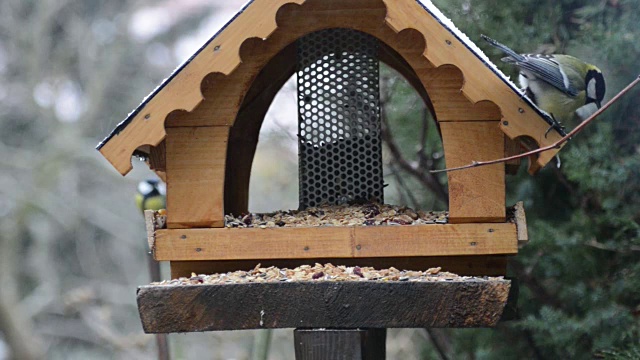 木本五倍子(Sitta europaea)、大山雀(Parus major)和木本五倍子(Sitta europaea)在冬季进食。视频素材