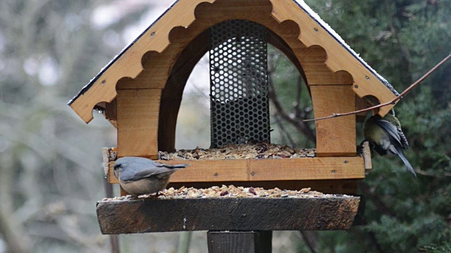 木本五倍子(Sitta europaea)、大山雀(Parus major)和木本五倍子(Sitta europaea)在冬季进食。视频素材