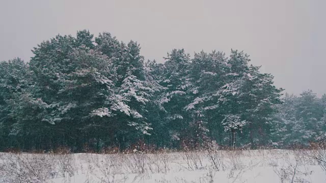 冬天飘落的松林和雪白的圣诞树视频素材