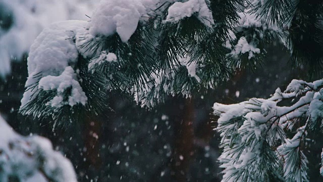 冬天飘落的松林和飘雪的圣诞树。慢动作视频素材