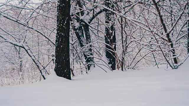 冬天的森林与雪树视频素材