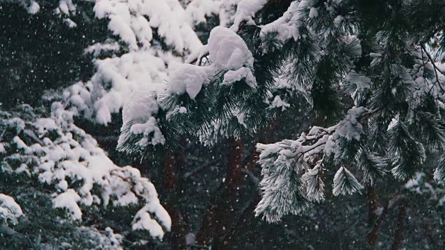 冬天飘落的松林和雪白的圣诞树视频素材