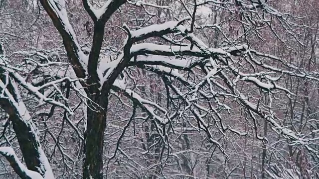 冬天的森林与雪树视频素材