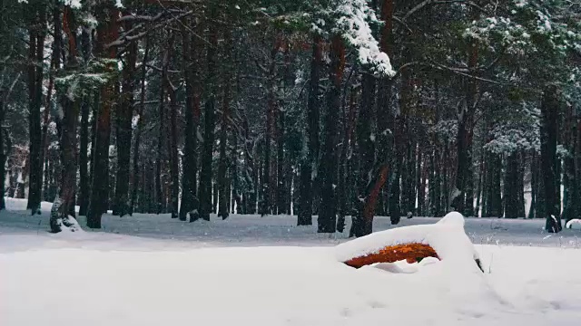 冬天飘落的松林和雪白的圣诞树视频素材