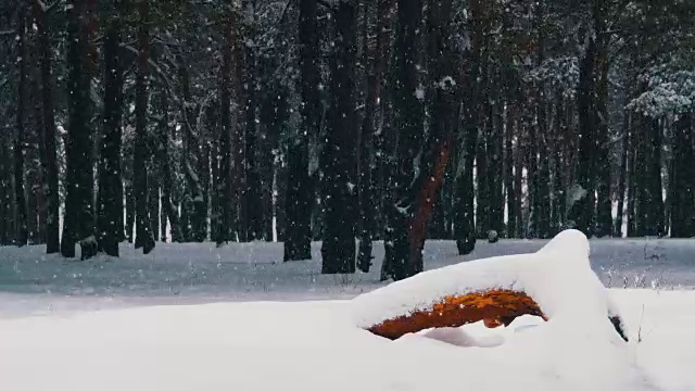 冬天飘落的松林和雪白的圣诞树视频素材