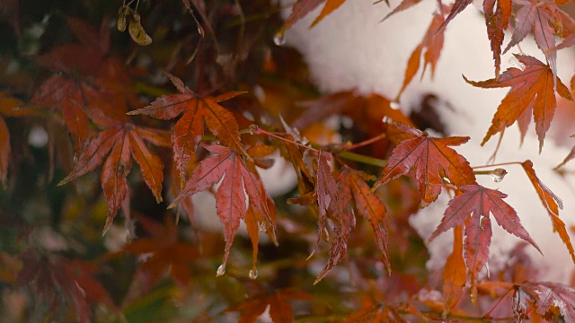 《秋叶与雪花》，日本东京武藏野，4K拍摄视频下载