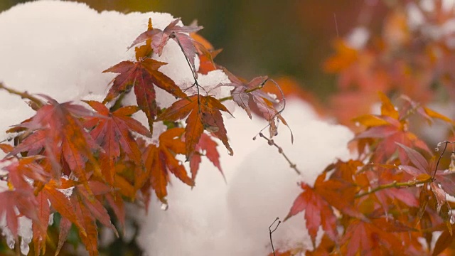 《秋叶与雪花》，日本东京武藏野，4K拍摄视频素材