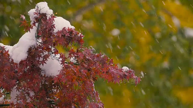 《秋叶与雪花》，日本东京武藏野，4K拍摄视频素材