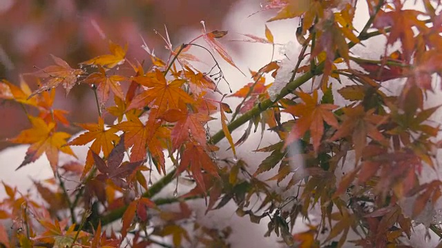 《秋叶与雪花》，日本东京武藏野，4K拍摄视频素材