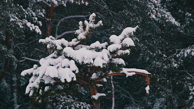 冬季松林与白雪覆盖的树枝圣诞树视频素材