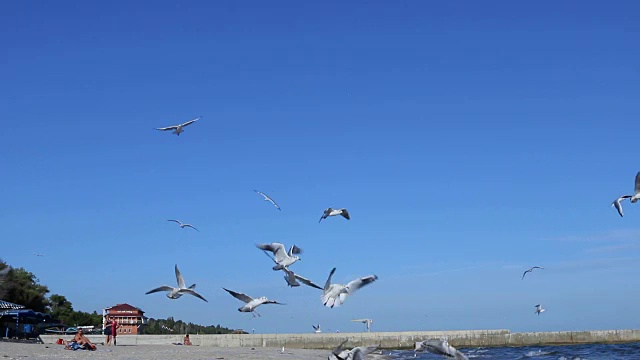 海鸥在海滩上湛蓝的天空中飞过视频素材