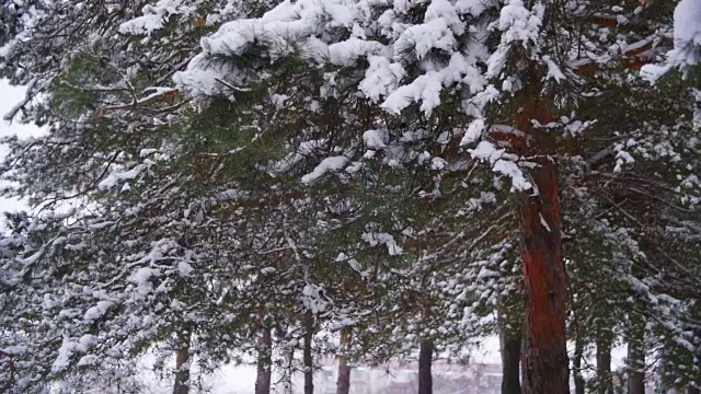 在冬季森林里，人跑着用被雪覆盖的树枝扔雪。慢动作视频素材