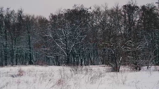 冬天的森林与雪树视频素材