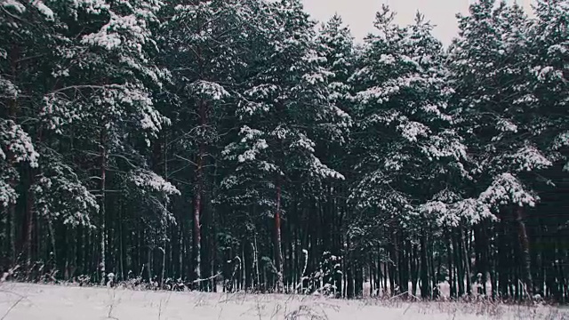 冬天的松林和雪白的圣诞树视频素材