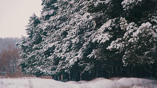 冬天的松林和雪白的圣诞树视频素材