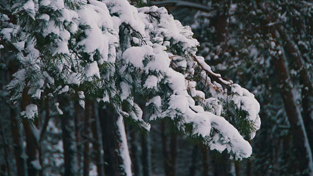 冬天的松林和雪白的圣诞树视频素材