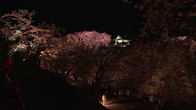 宽崎公园的护城河上，樱花盛开，夜晚灯火通明视频素材