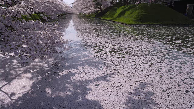 广崎公园，广崎樱花节的举办地视频素材