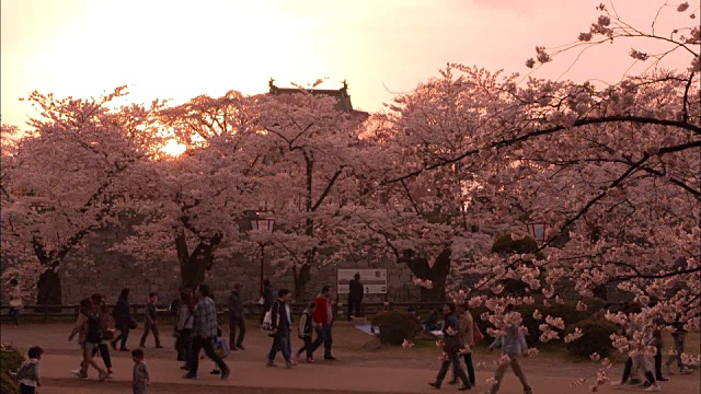 宽崎公园里盛开的樱花视频素材