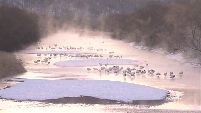 一群丹顶鹤(Grus japonensis)视频素材