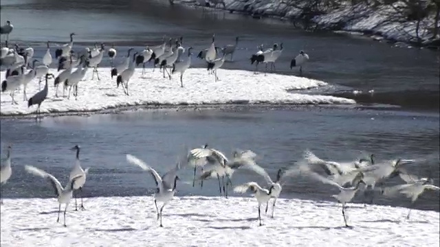 一群丹顶鹤(Grus japonensis)视频素材