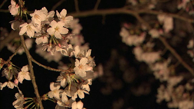 这组照片拍摄的是夜深人静的志野Joseki公园里盛开的樱花视频素材