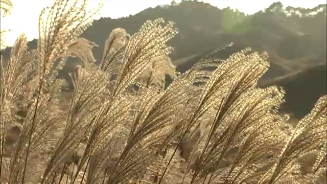 龙须草(Miscanthus sinensis)头部组图视频素材