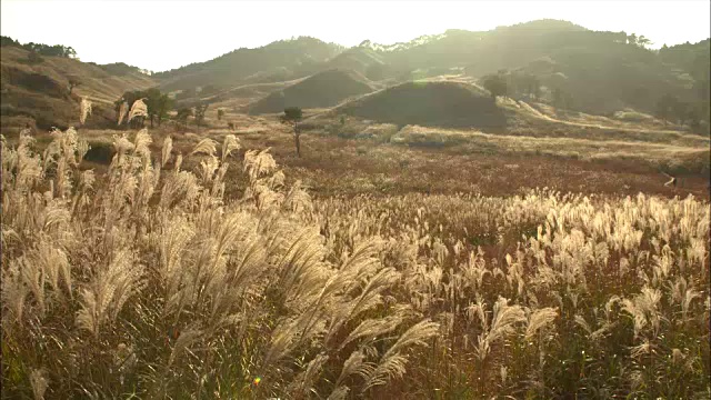 龙须草(Miscanthus sinensis)长镜头视频素材