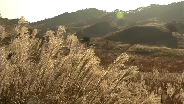 龙须草(Miscanthus sinensis)在夕阳下闪闪发光视频素材