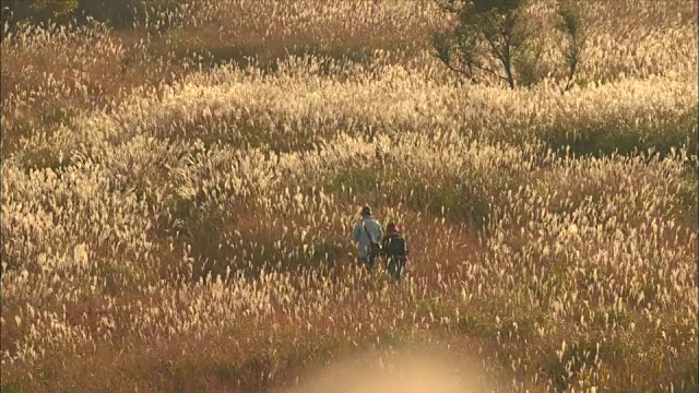 游客在龙须草(Miscanthus sinensis)中漫步视频素材