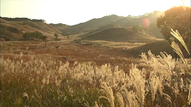 龙须草(Miscanthus sinensis)长镜头视频素材