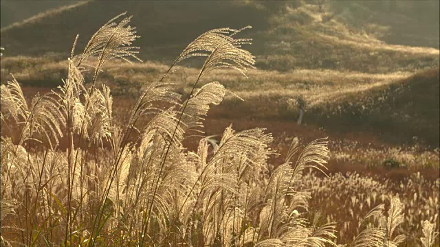 龙须草(Miscanthus sinensis)在夕阳下闪闪发光视频素材