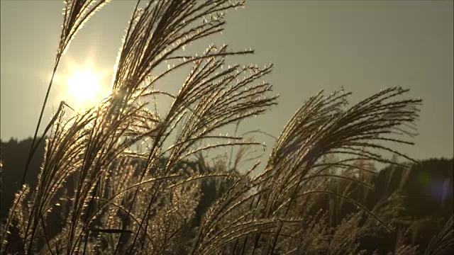 龙须草(Miscanthus sinensis)的头在夕阳下闪闪发光的金色视频素材