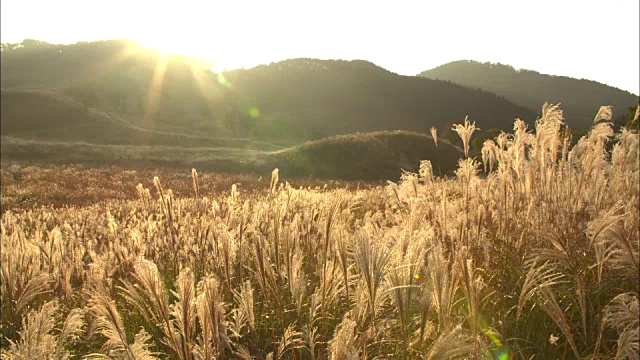 龙须草(Miscanthus sinensis)的长镜头在夕阳下闪闪发光的金色视频素材