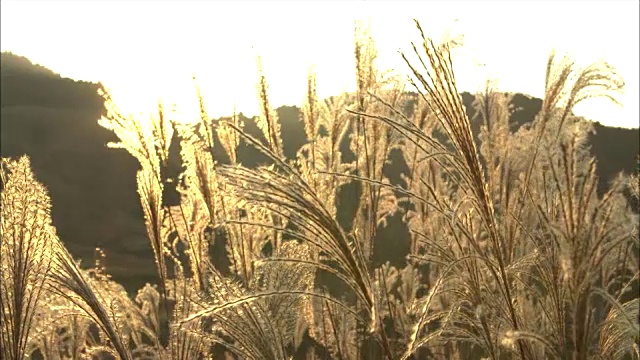 龙须草(Miscanthus sinensis)头部组图视频素材