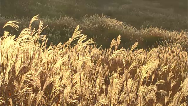 龙须草(Miscanthus sinensis)在夕阳下闪闪发光视频素材