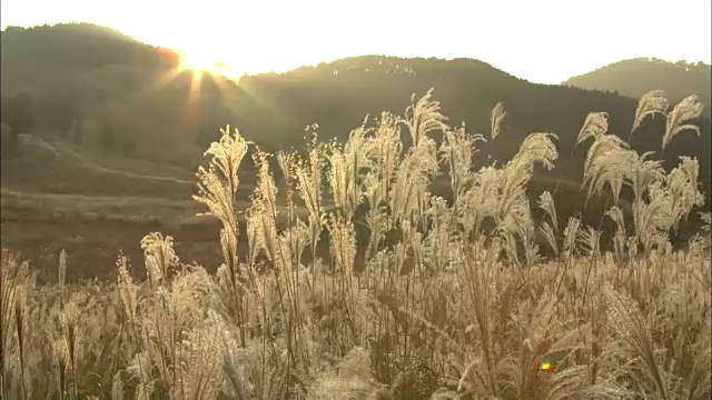 龙须草(Miscanthus sinensis)在夕阳下闪闪发光视频素材