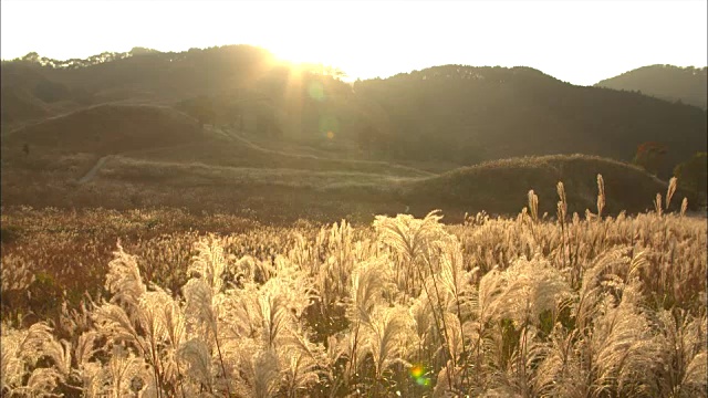 龙须草(Miscanthus sinensis)长镜头视频素材