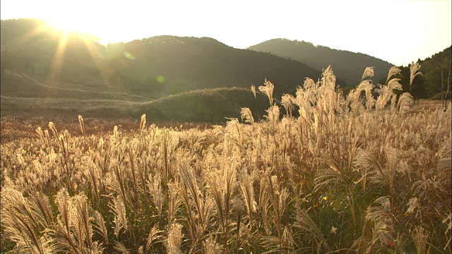 龙须草(Miscanthus sinensis)长镜头视频素材