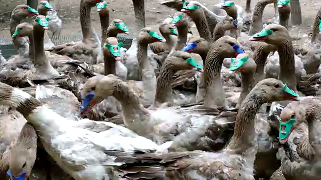 饲养家鹅的农场视频素材